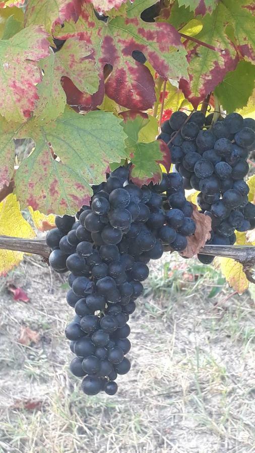 Agriturismo "Veritas" Bed & Wine Casaleggio Boiro Екстер'єр фото