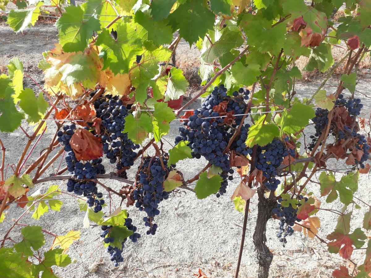 Agriturismo "Veritas" Bed & Wine Casaleggio Boiro Екстер'єр фото